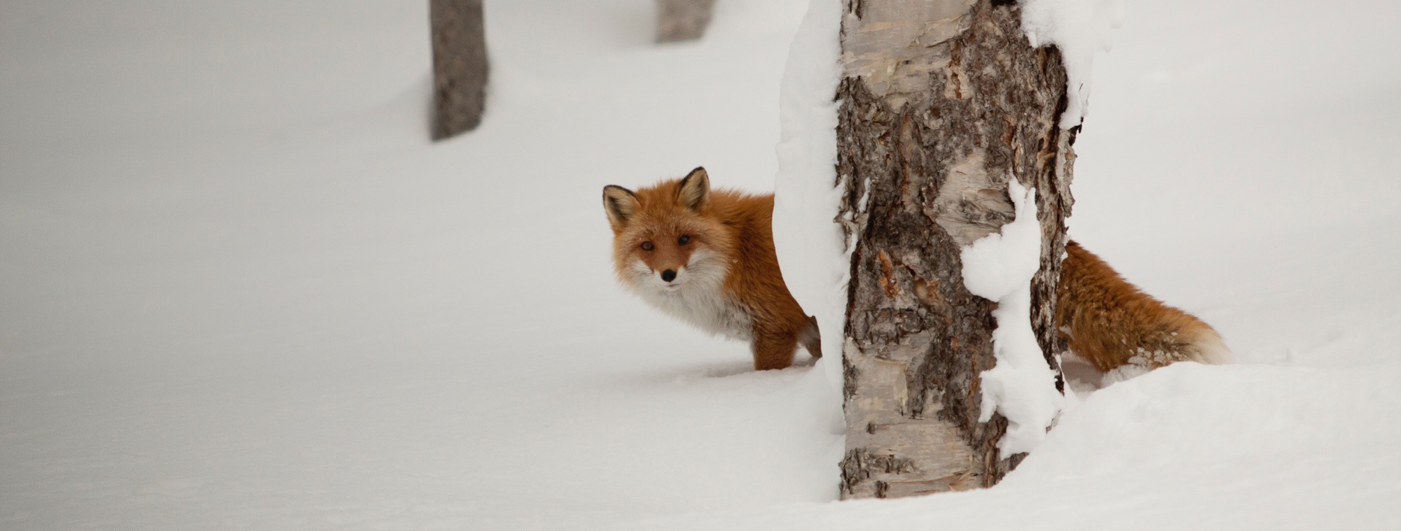 Backcountry Fox